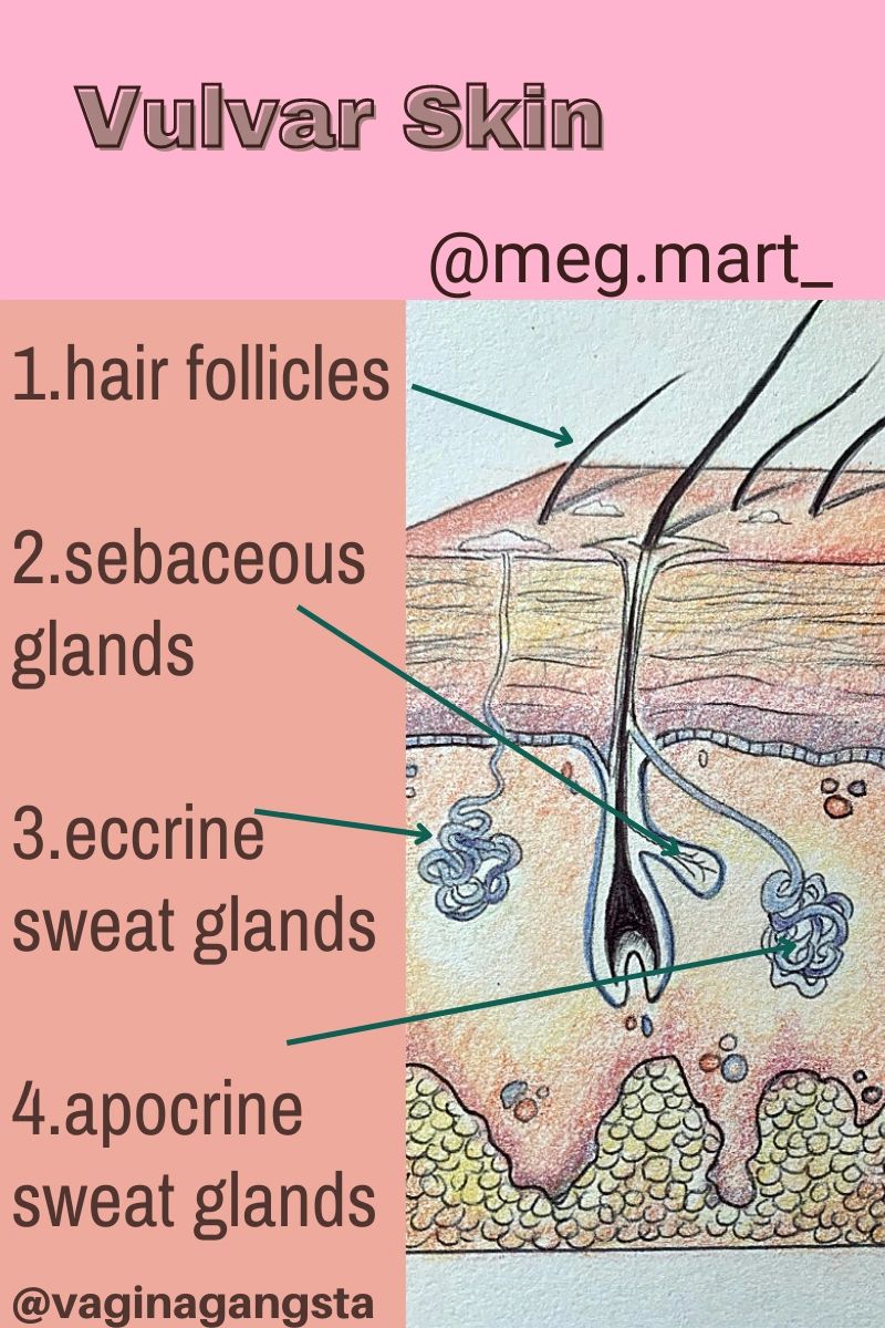 A closer look at vulvar skin